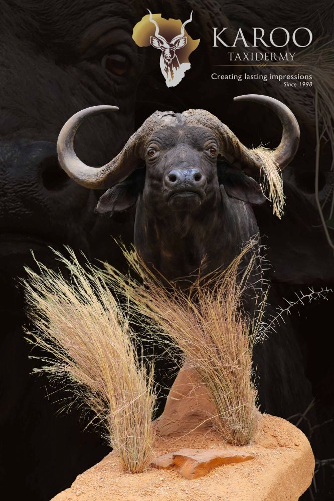 Cape Buffalo Custom Pedestal Mount 2017