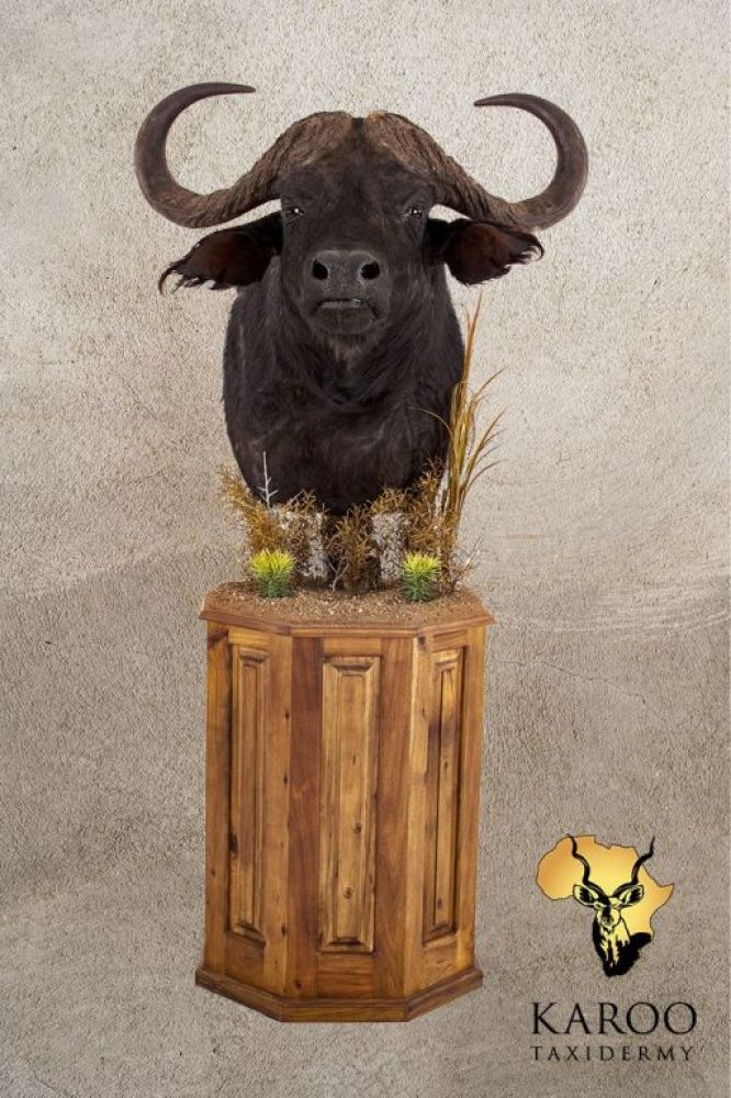 Cape Buffalo pedestal mount looking straight on a hexagonal hardwood habitat pedestal.