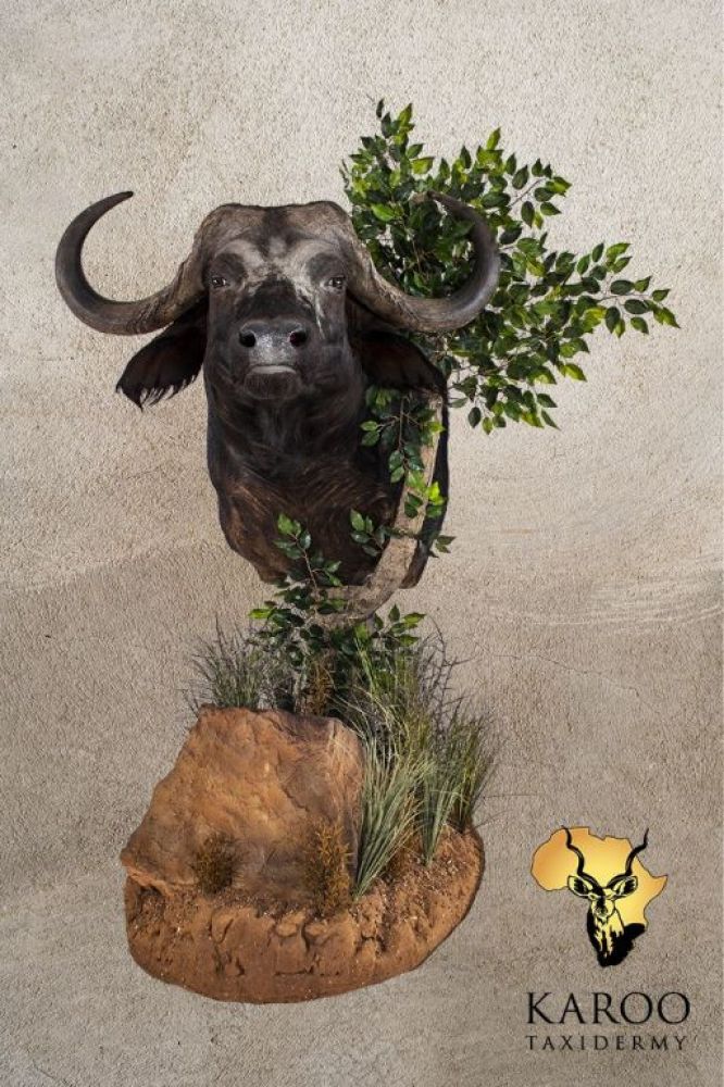 Cape Buffalo Pedestal Mount Looking Straight on a Rock and Vegetation Habitat Base