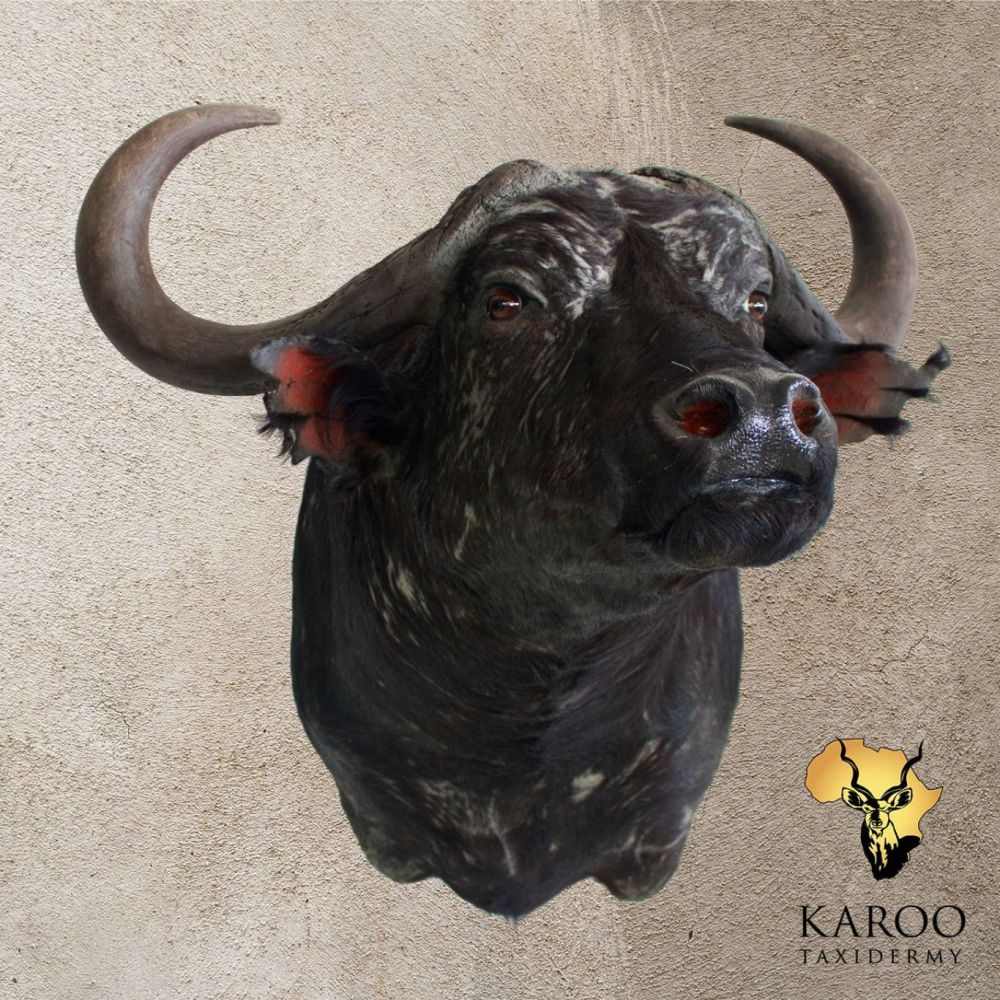 Cape Buffalo shoulder mount looking eighth left with natural expression