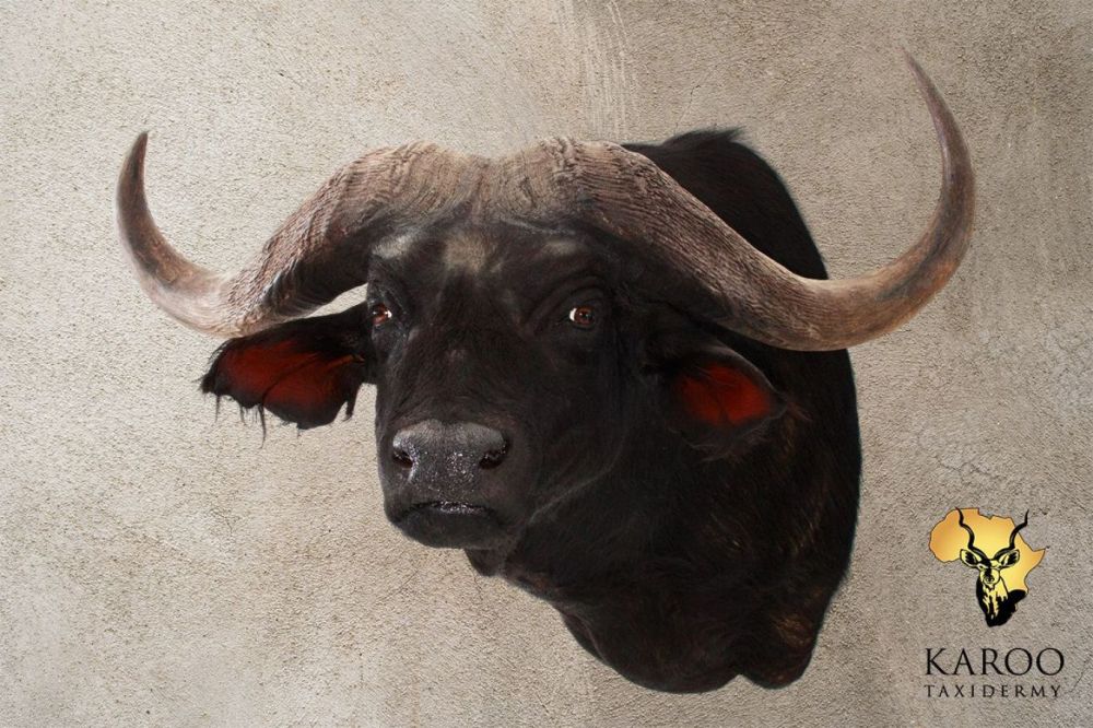 Cape Buffalo shoulder mount looking eighth left