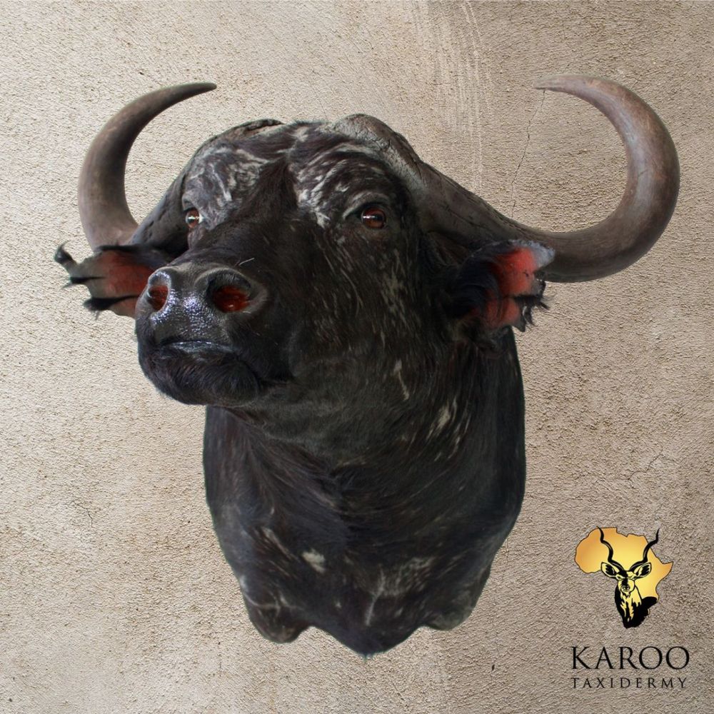 Cape Buffalo shoulder mount looking strong eighth left with alert expression
