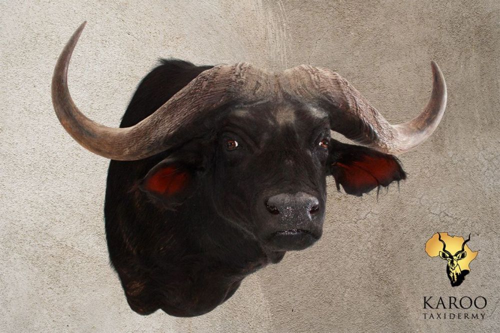 Cape Buffalo shoulder mount looking strong eighth right