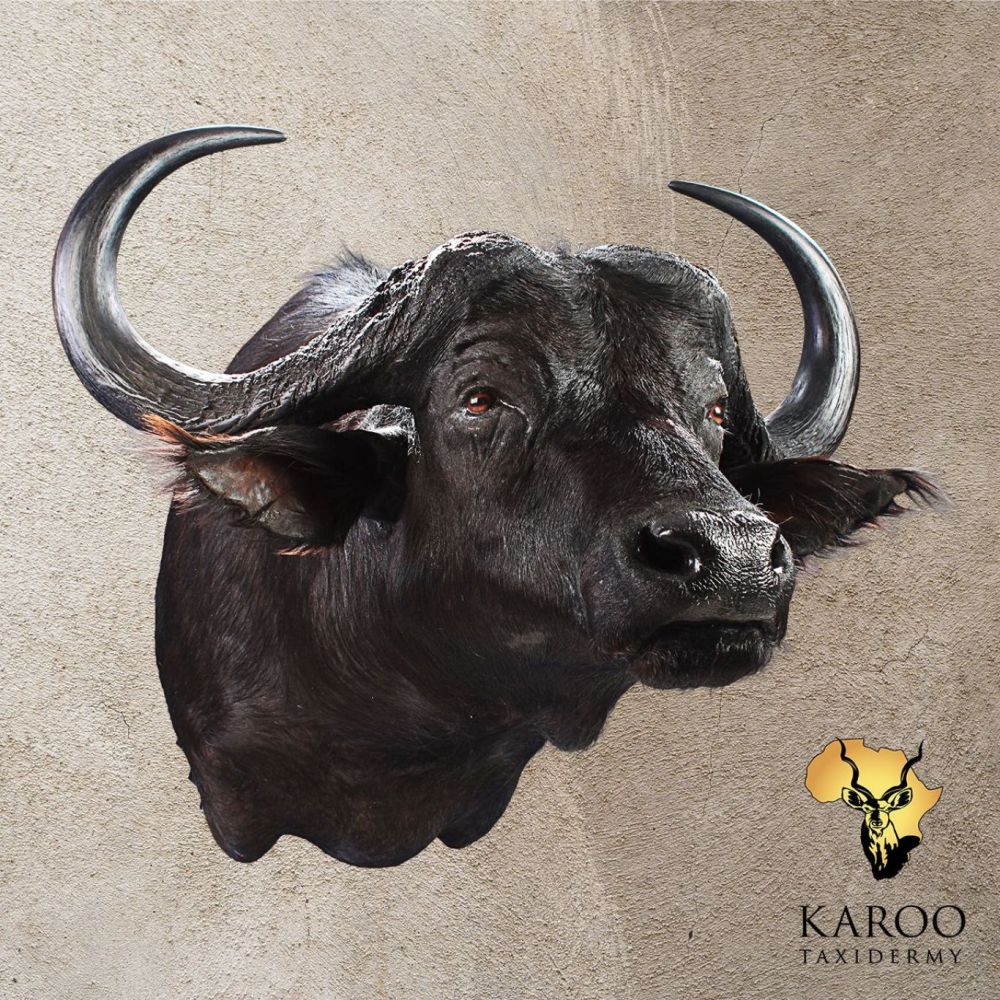 Cape Buffalo shoulder mount looking straight