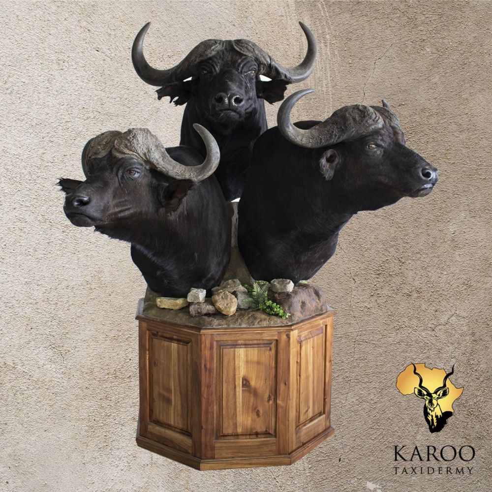 Cape Buffalo trio pedestal mount with three shoulder mounts on a custom pedestal display.
