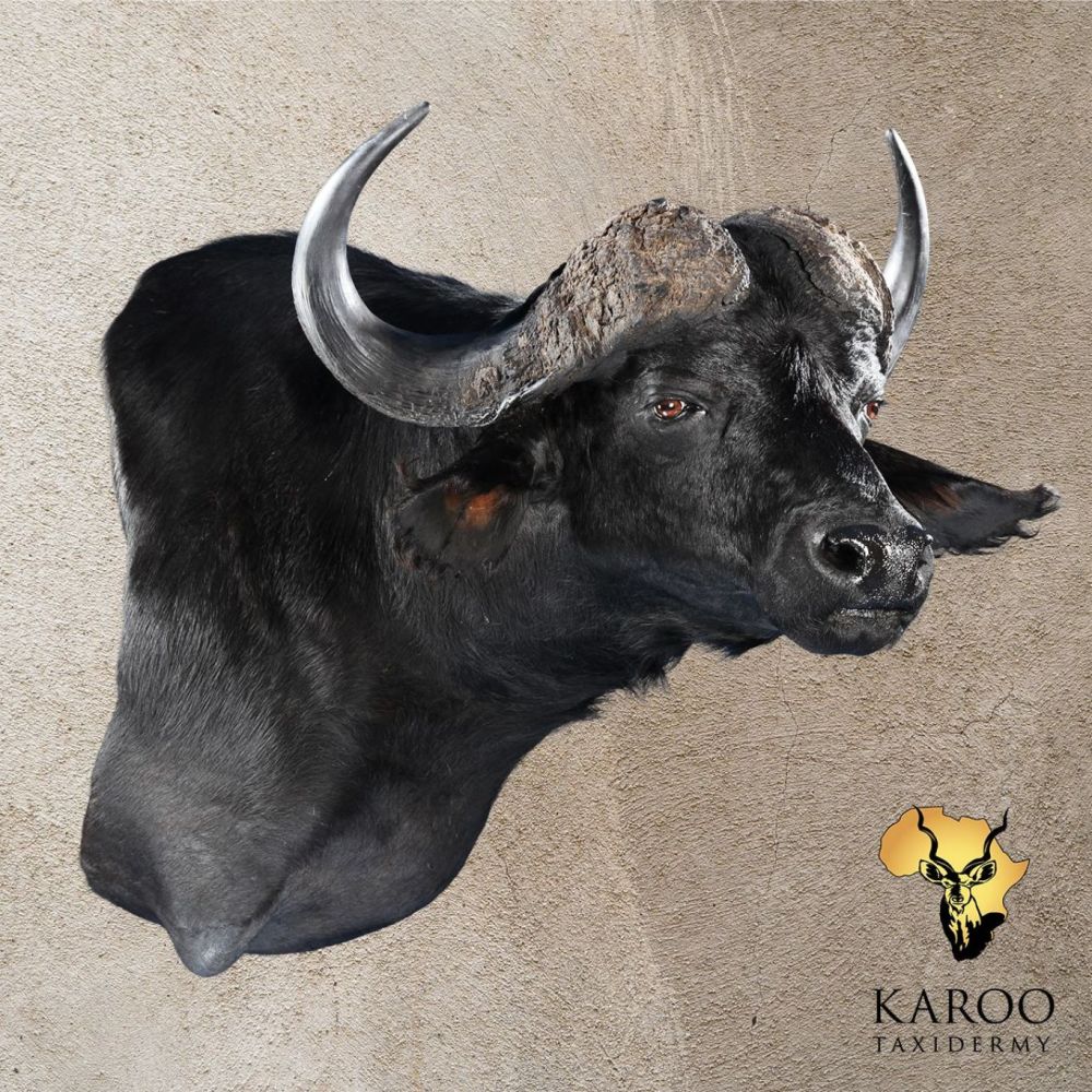 Cape Buffalo Wall Pedestal &ndash; Left Turn &ndash; Looking ⅛ Left