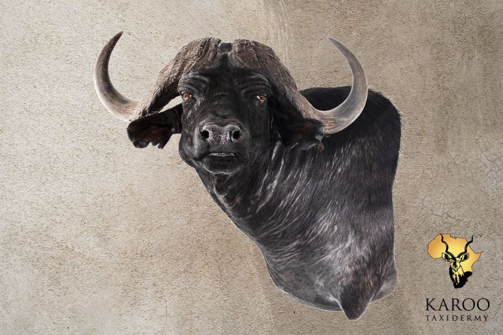 CCape Buffalo Wall Pedestal &ndash; Left Turn &ndash; Looking &frac14; Left