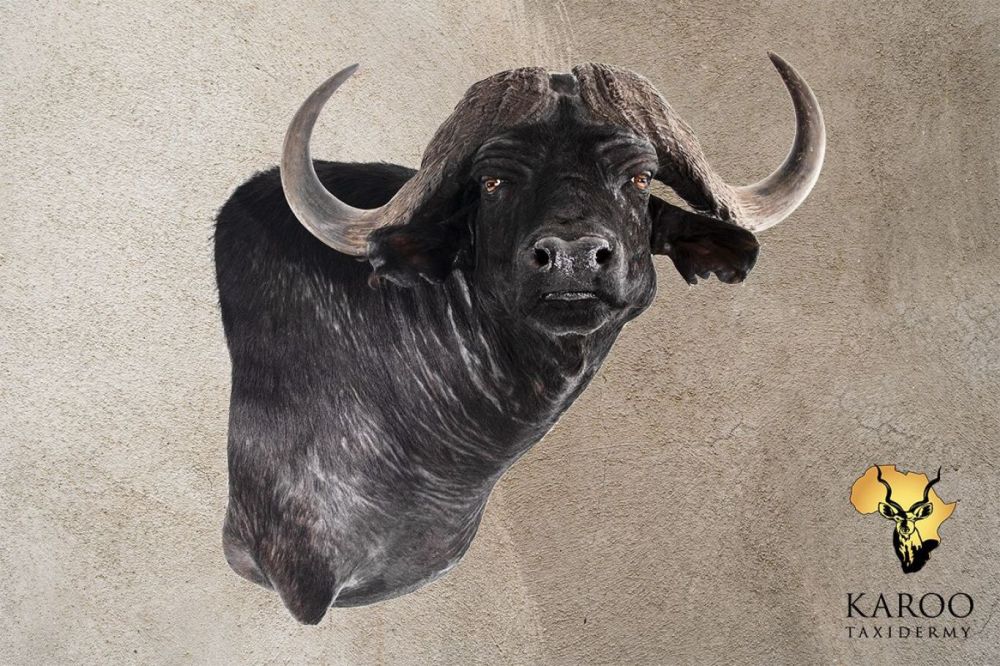 Cape Buffalo Wall Pedestal &ndash; Right Turn &ndash; Looking &frac14; Right
