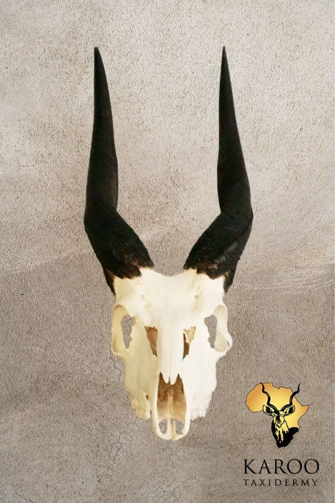 Bushbuck Skull Bleach