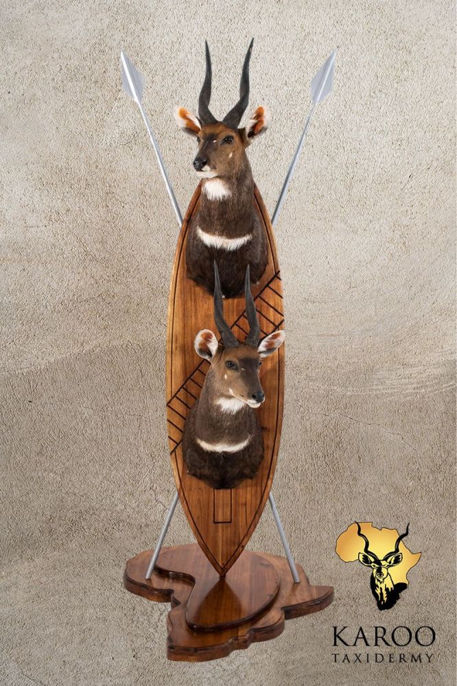 Bushbuck Double Shoulder Mount on Zulu Shield with Spears on an Africa Map Hardwood Base