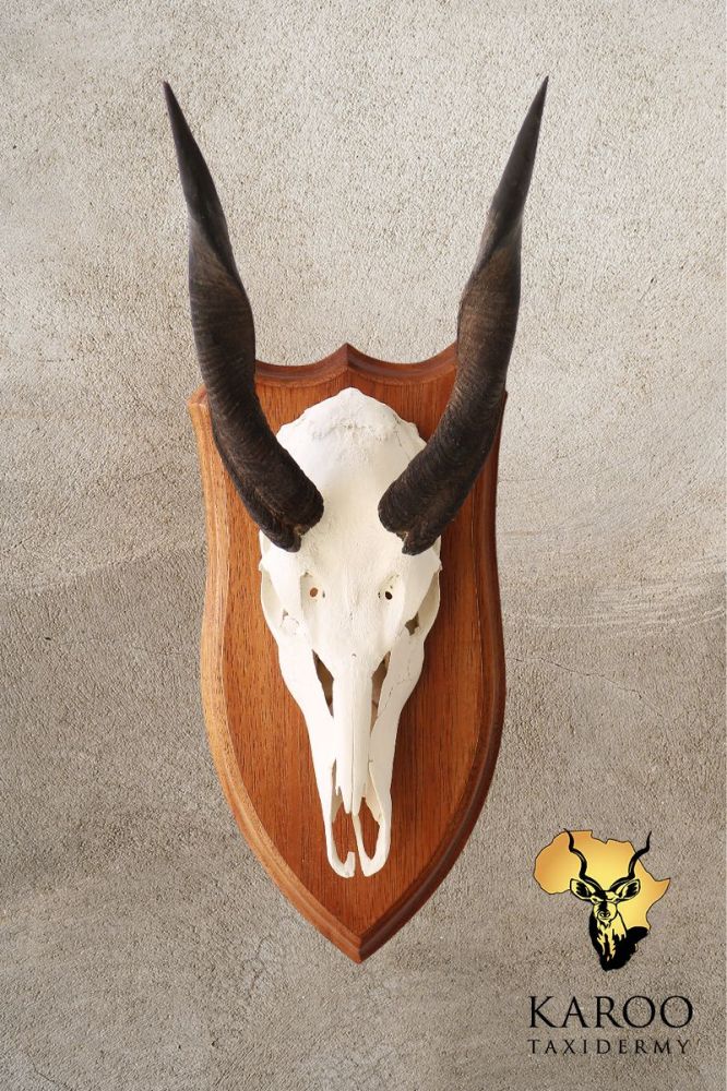 Bushbuck European Mount