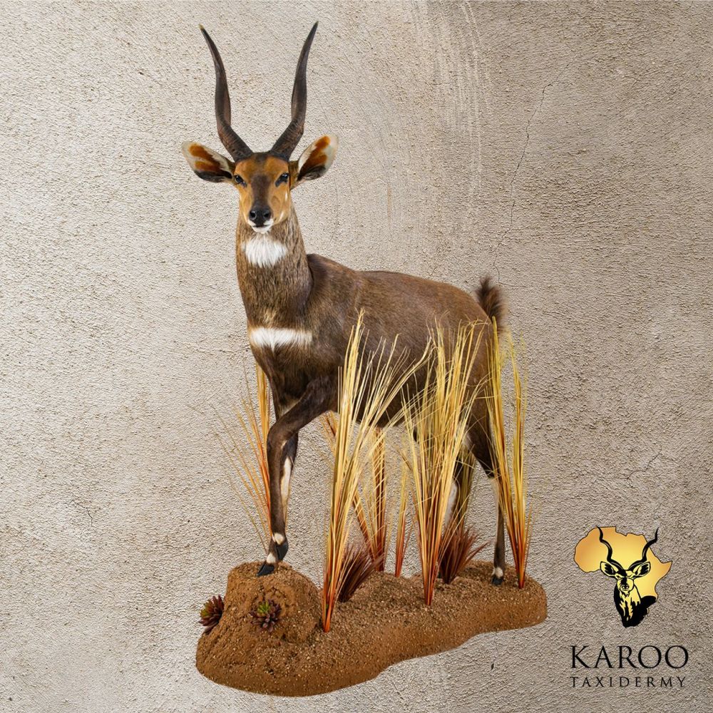 Bushbuck Full Mount 45&deg; Left with Left Front Leg Raised on a Custom Floor Base