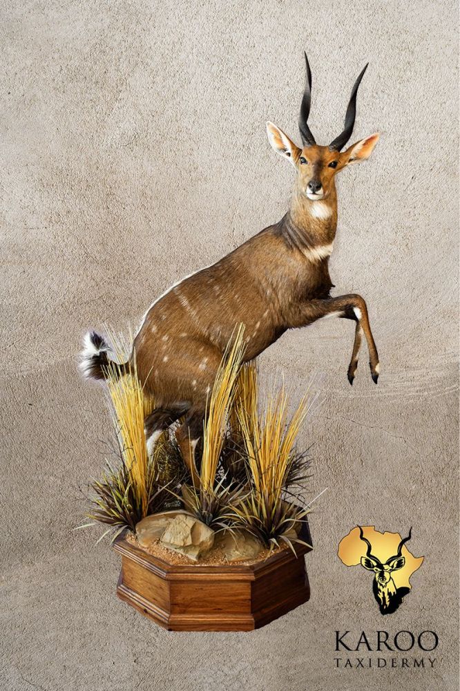 Bushbuck Full Mount 90° Left Jumping on Custom Rockery and Vegetation Floor Base