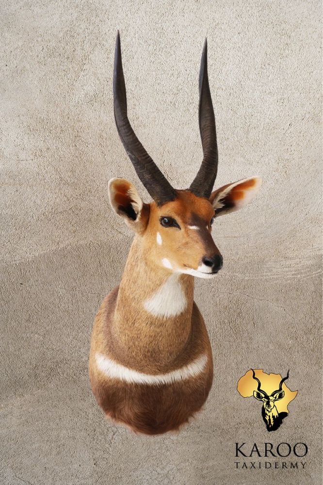 Bushbuck Shoulder Mount Looking ⅛ Left