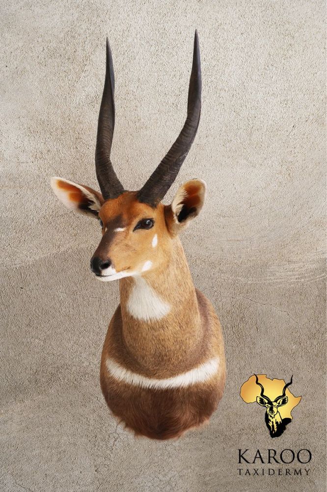 Bushbuck Shoulder Mount  Looking ⅛ Right