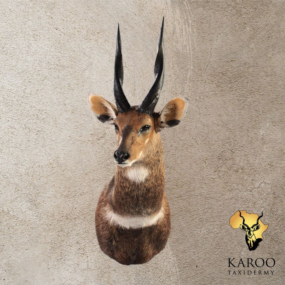 Bushbuck Shoulder Mount Looking ⅛ Left