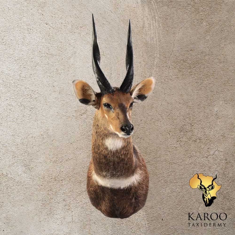 Bushbuck Shoulder Mount Looking ⅛ Right