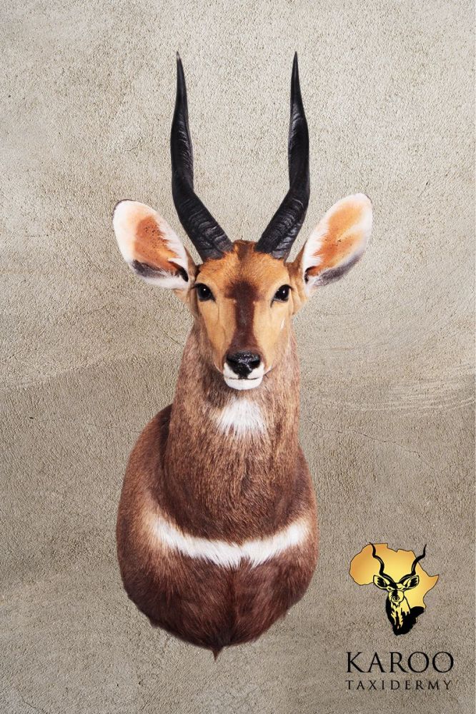 Bushbuck Shoulder Mount &ndash; Straight