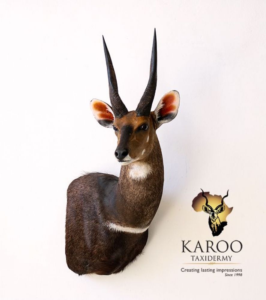Bushbuck Mounts