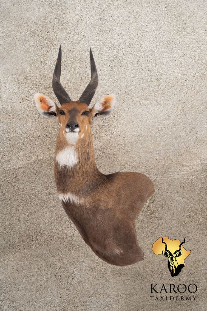 Bushbuck Wall Pedestal Left Turn looking Straight