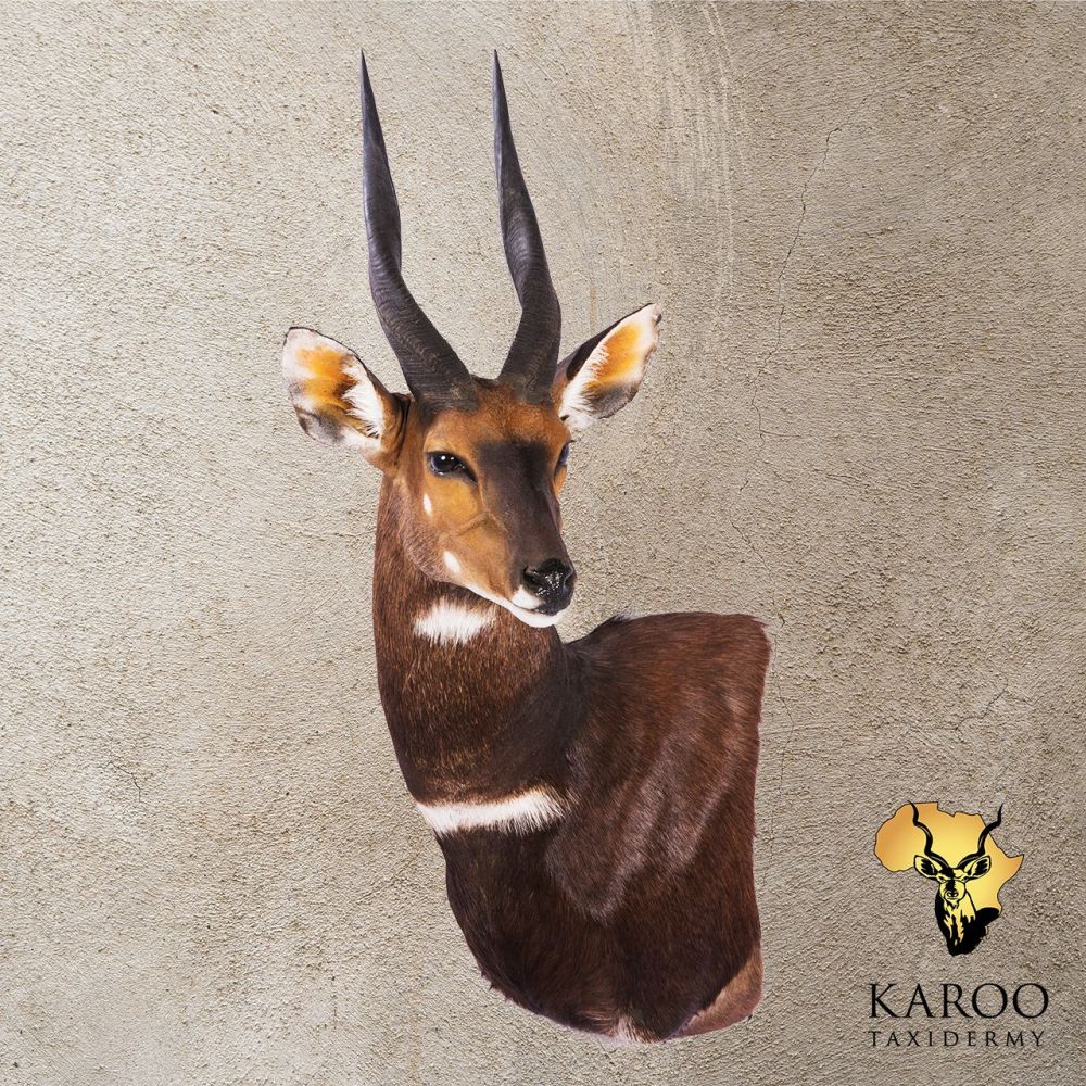 Bushbuck Wall Pedestal Right Turn Looking &frac14; Left