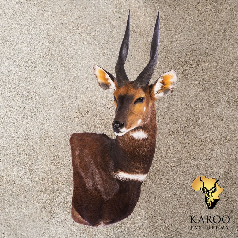 Bushbuck Wall Pedestal left turn looking &frac14; Right