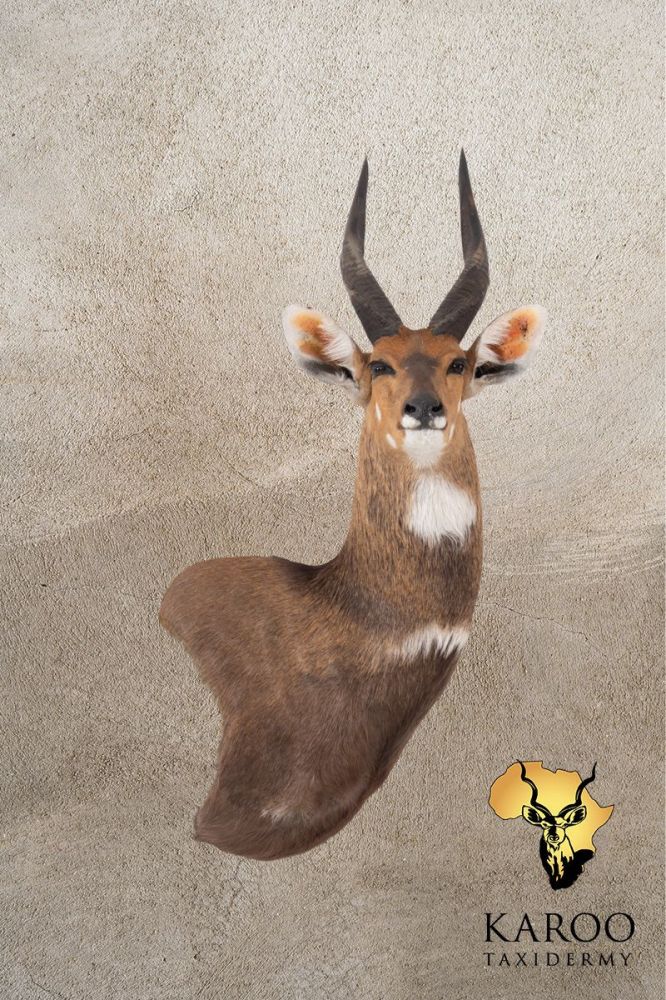 Bushbuck Wall Pedestal Right Turn Looking Straight
