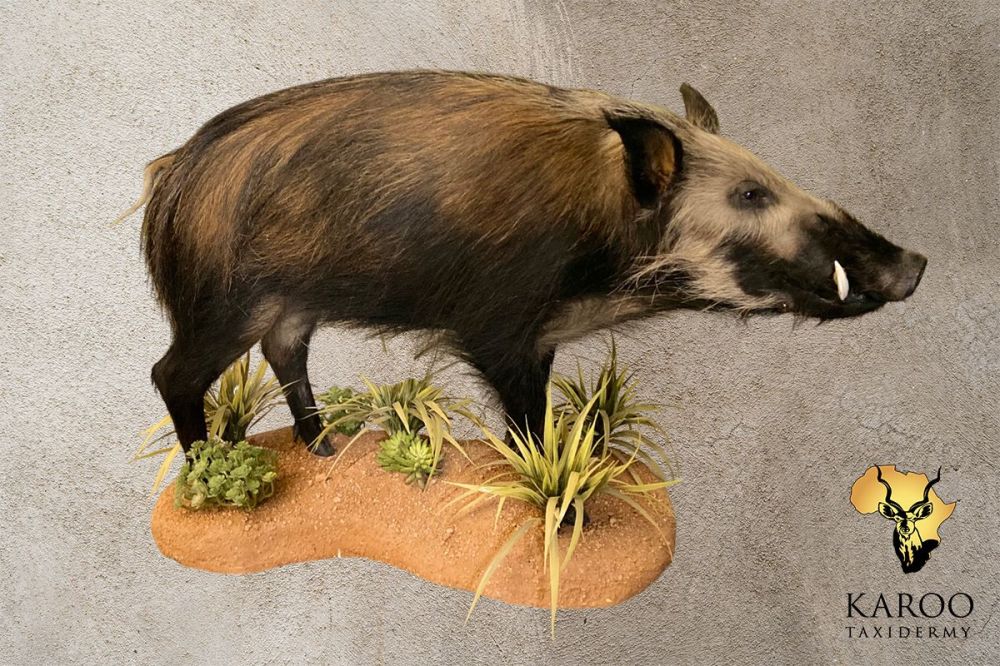 Bushpig Full Mount &ndash; Standing