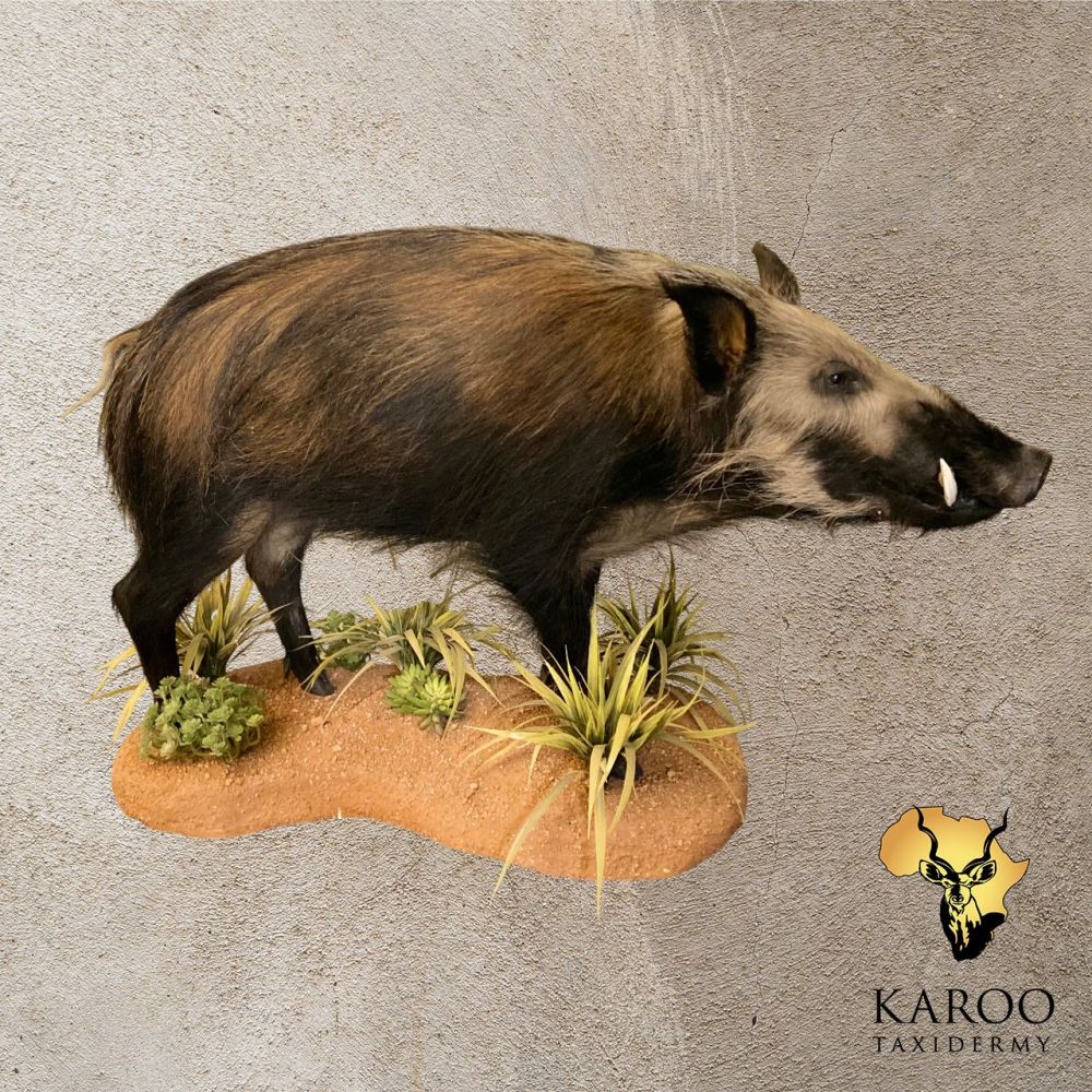 bushpig_full_mount_straight955114863.jpg