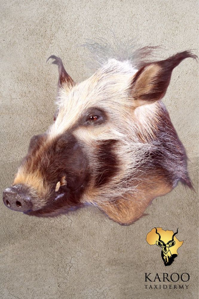 Bushpig Shoulder Mount &ndash; Looking &frac14; Right
