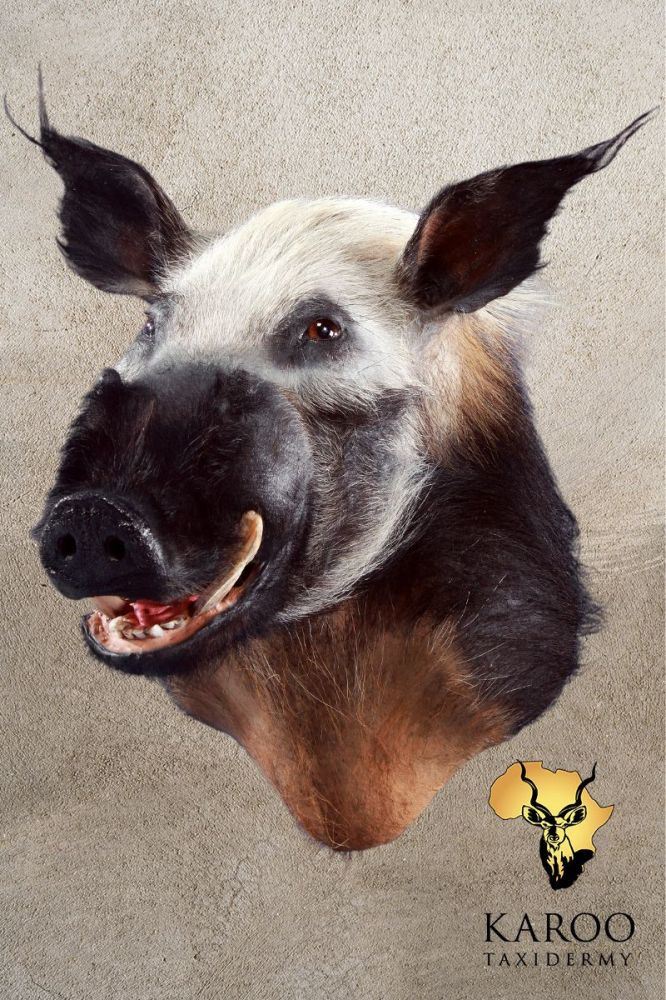 Bushpig Shoulder Mount &ndash; Looking ⅛ Right (Open Mouth)