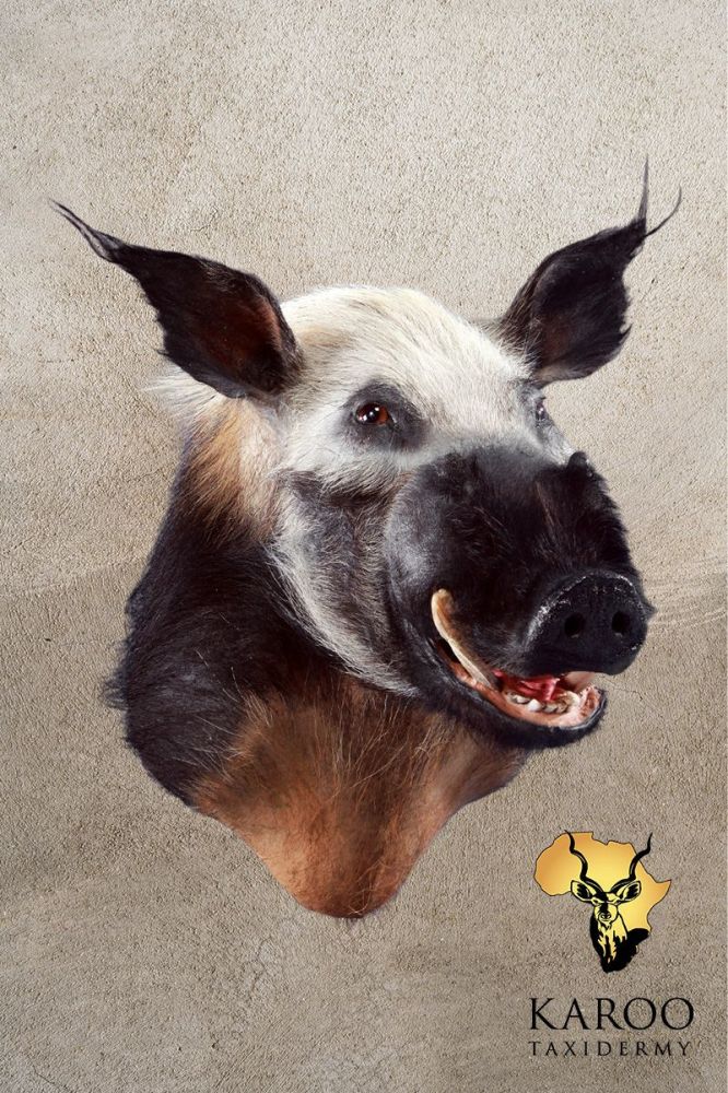 Bushpig Shoulder Mount &ndash; Looking ⅛ Left (Open Mouth)