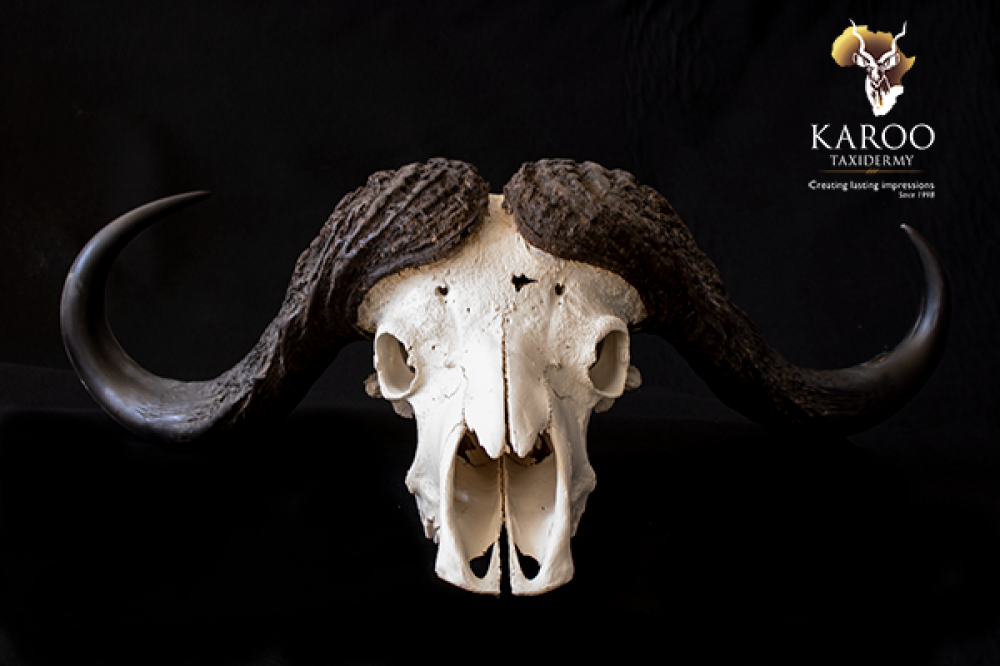 Cape Buffalo Bleached Skull