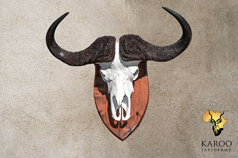 cape_buffalo_european_mount.png
