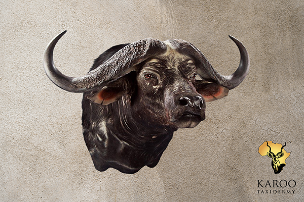 cape_buffalo_shoulder_mount_looking_straight.png