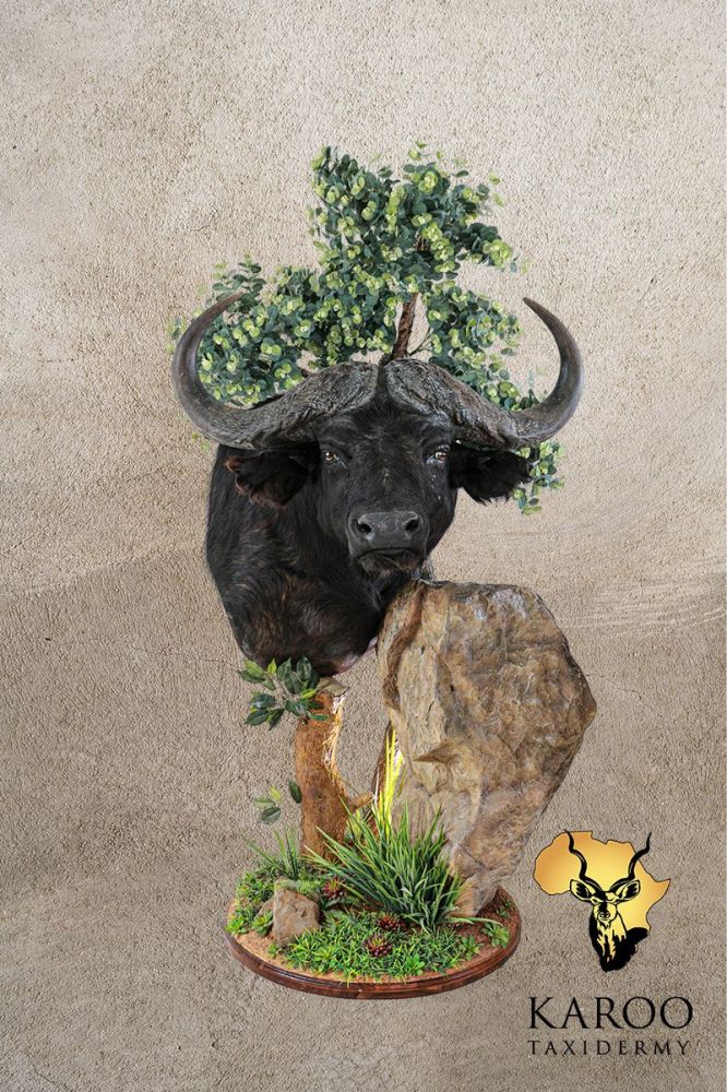 Cape Buffalo Wall Pedestal &ndash; Right Turn &ndash; Looking Straight &ndash; Habitat Scene