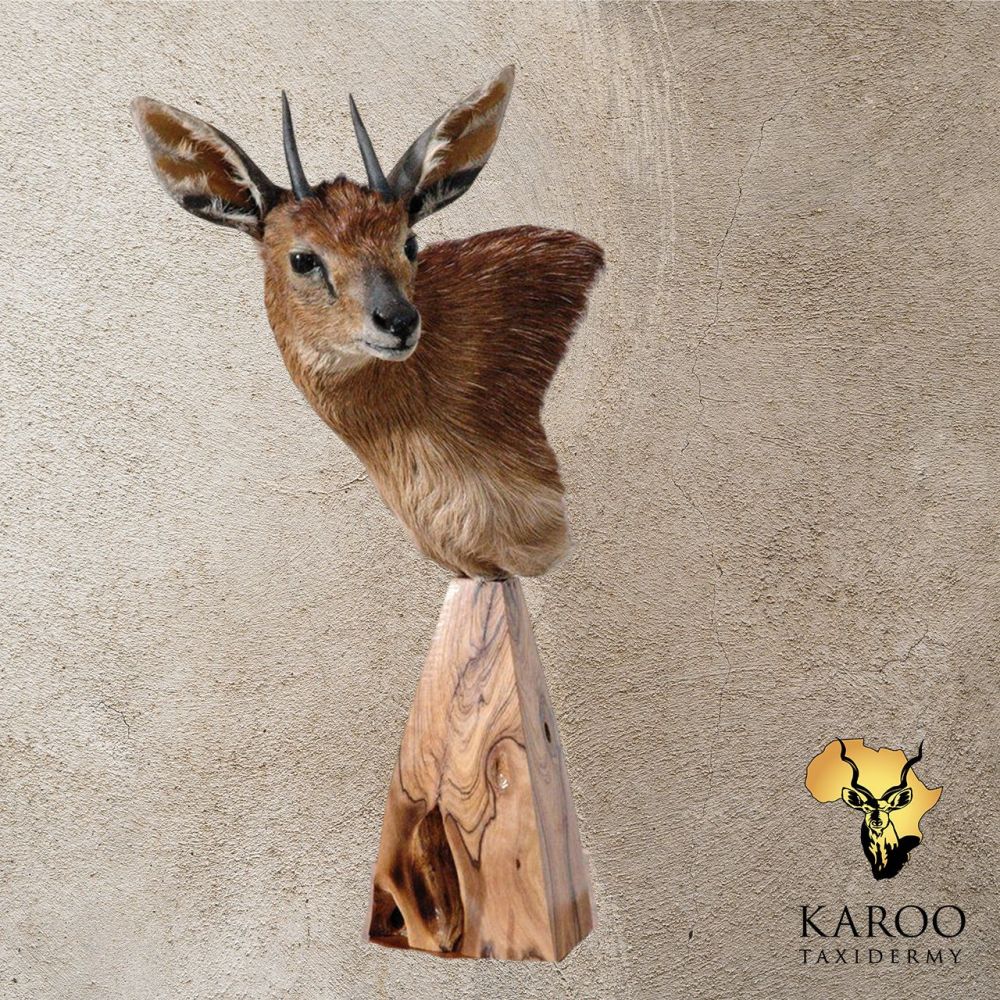 Cape Grysbok Pedestal Mount – Looking ⅛ Left
