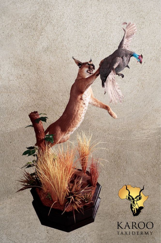 Caracal Leaping for Guineafowl &ndash; Full Mount