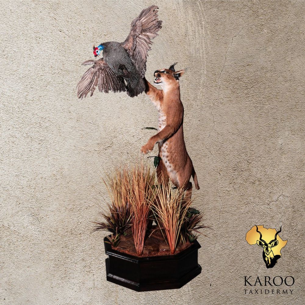 Caracal Full Mount Jumping to Catch Prey Side Profile