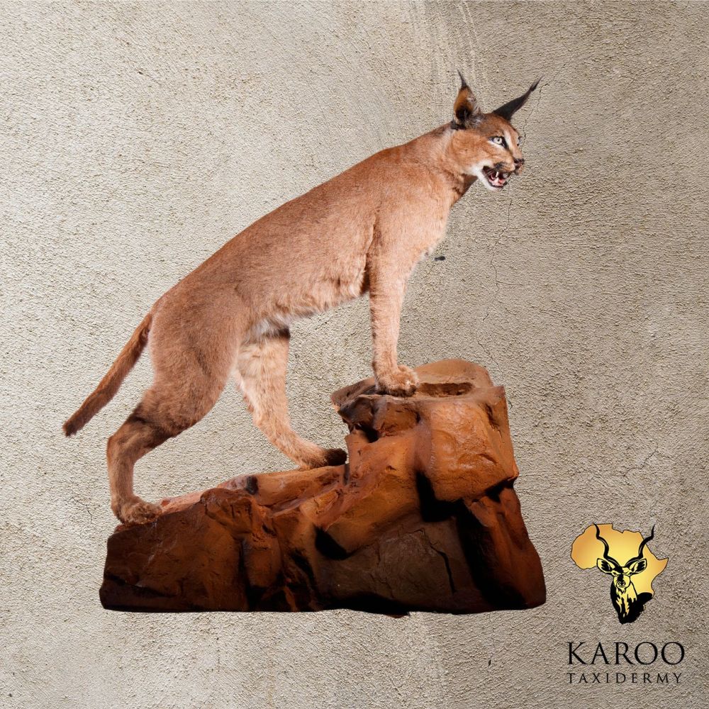 Caracal Full Mount Standing on Custom Rock Base &ndash; Open Mouth
