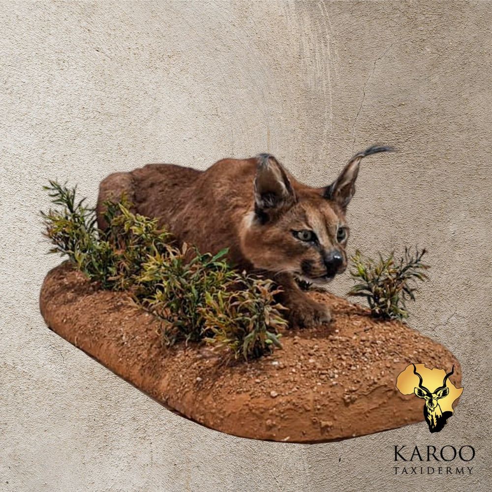 Caracal Full Mount &ndash; Stalking Pose on Custom Habitat Base