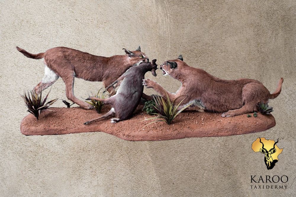 Caracal Pair Hunting Steenbok &ndash; Full Mount Diorama