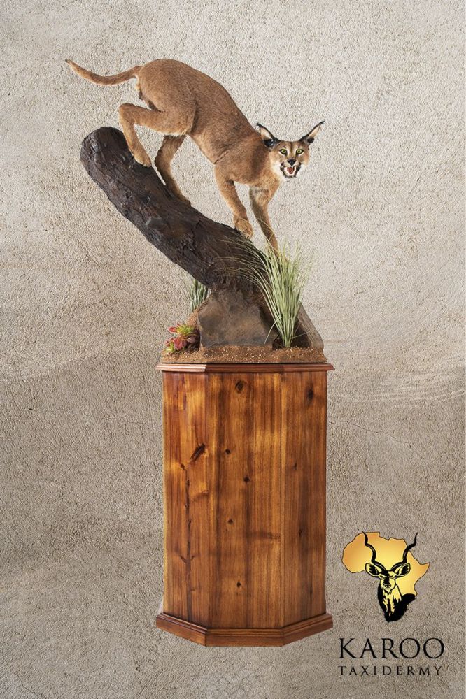 Caracal on Branch Pedestal Mount ¼ Right – Open Mouth