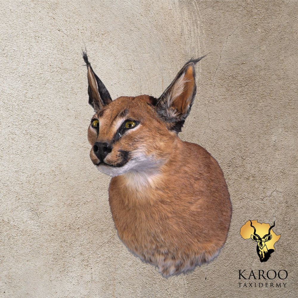 Caracal Shoulder Mount Looking Straight