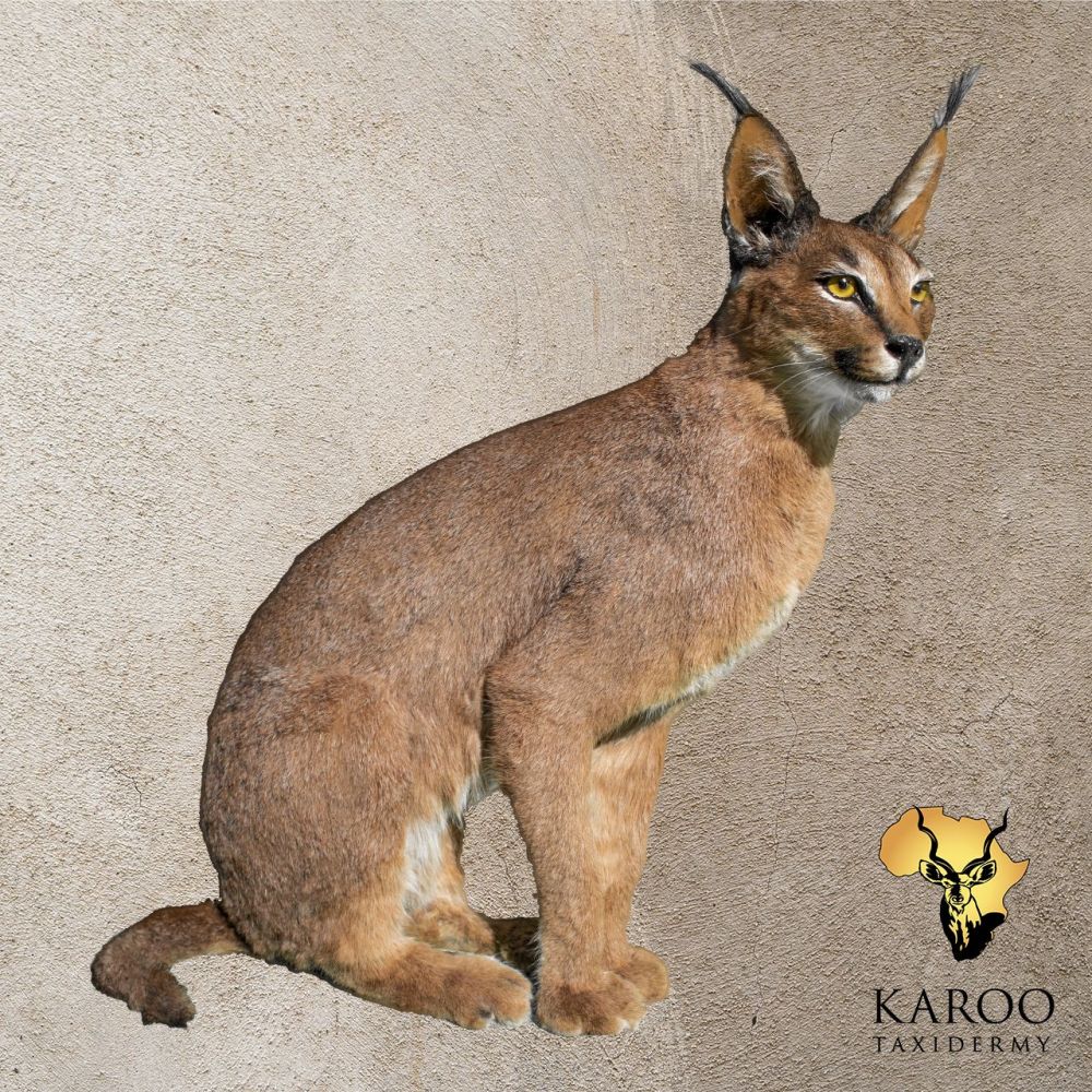 Caracal Sitting Full Mount &ndash; Closed Mouth