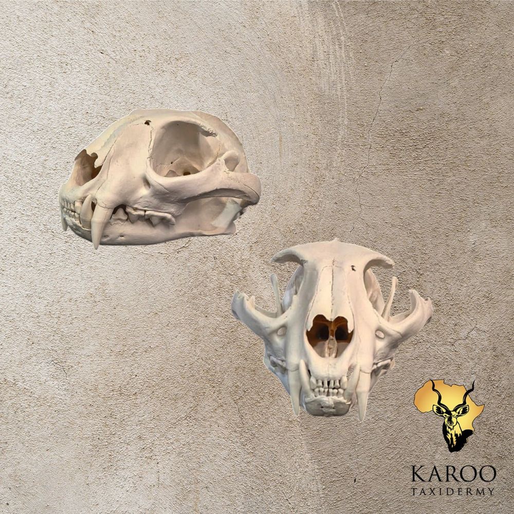 Caracal Skull Bleach