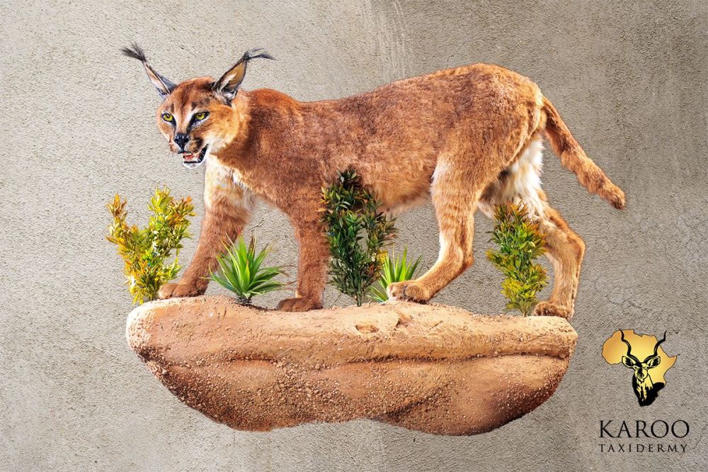 Caracal Standing Wall Pedestal ⅛ Left &ndash; Open Mouth