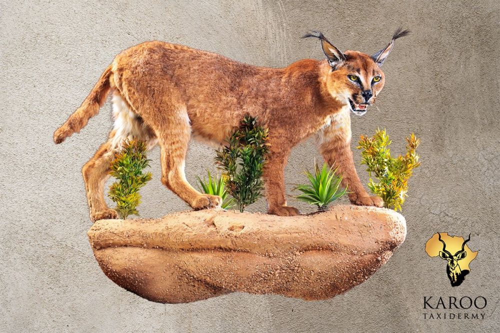 Caracal Standing Wall Pedestal ⅛ Right &ndash; Open Mouth