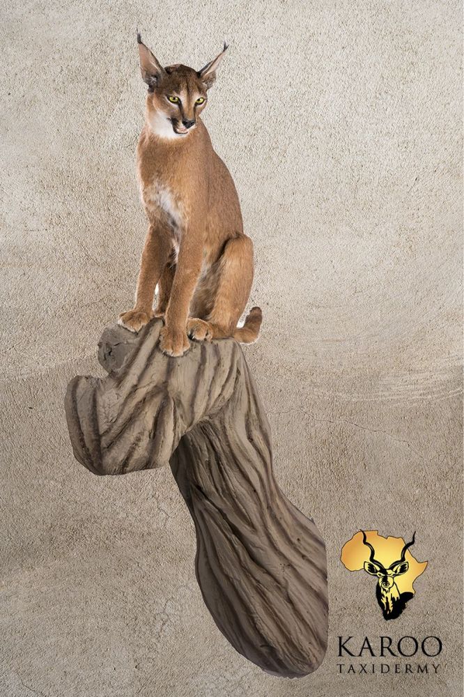 Caracal Full Mount on Upright Log &frac14; Left &ndash; Closed Mouth