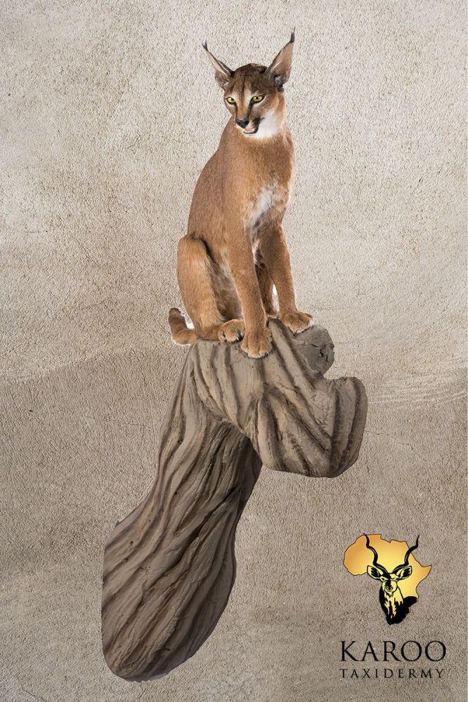 Caracal Full Mount on Upright Log &frac14; Right &ndash; Closed Mouth